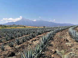 Agarve Fields