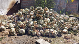 Agave Hearts