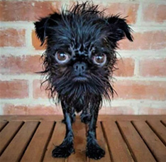 Alien Dog