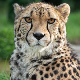 Alma-Leaper Cheetah