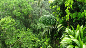 Amazon Rain Forest