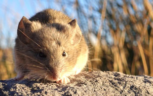 Andean Mouse