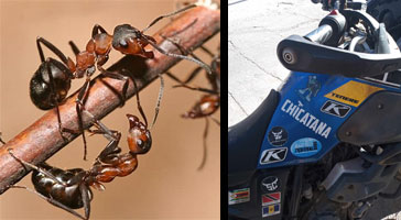Ants and Chicatana Bike