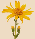 Mexican Arnica Flower