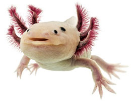 Axolotl