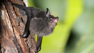 Babbling Bats