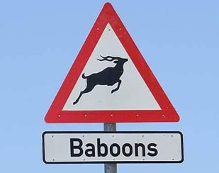 Baboons