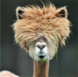 Bad Hair Day