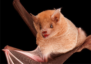 Lesser Long Nosed Bat