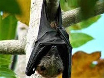 Bat Visitor