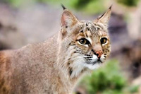 Mexican Bobcat