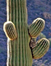 Bobcat Sitting In A Cactus