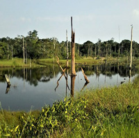 Bogota Swamps