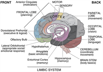 Human Brain