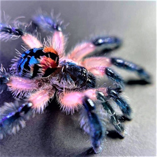 Brazilian Tarantula