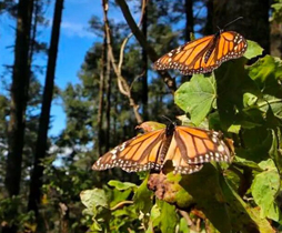 Butterflies