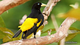 Yellow-Rumped Cacique