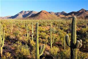 Desert Cacti