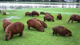 Capybaras