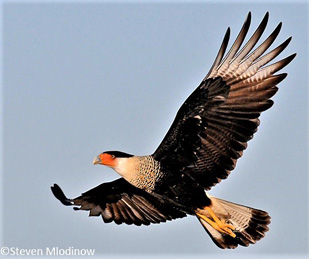 Crested Caracara