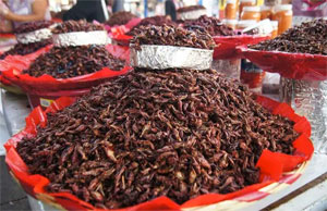 Chapulines