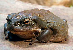 Colorado River Toad