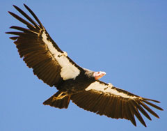 Condor