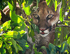 Cougar in Oaxaca