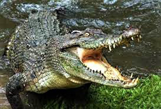 Escondido Crocodile