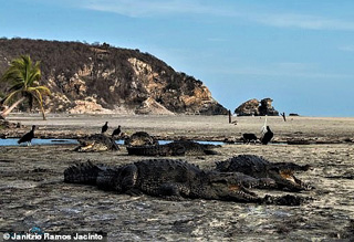 Sunbathing Crocodiles
