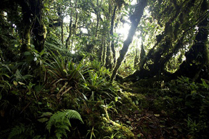 Chucanti Forest