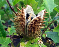 Datura Stranonium