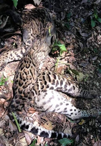 Dead Jaguar