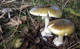 Death Cap Funghi