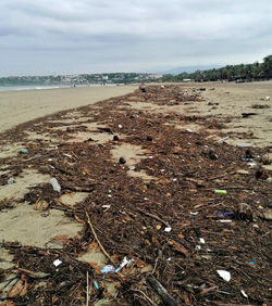 Beach Debris From The Storm