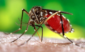 Dengue Carrying Mosquito