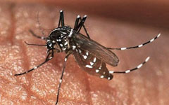 Dengue Fever Mosquito