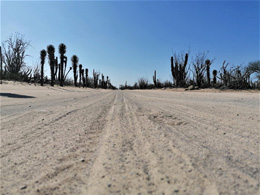 Desert Road In Mexico