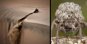 Difficult Ride And Wolf Spider