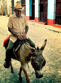 Donkey
