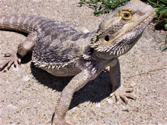 Bearded Dragon