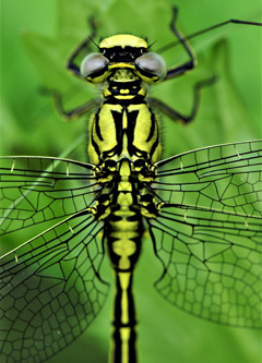 Dragonfly