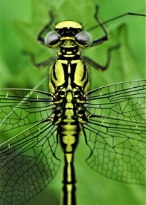 Dragonfly