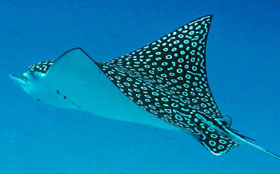 Eagle Ray