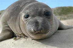 Young Elephant Seal