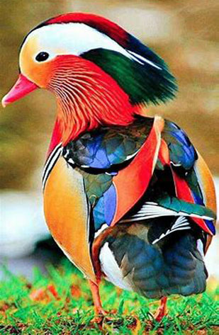 Exotic Bird