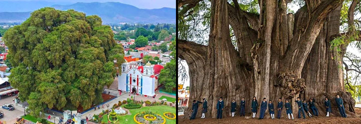 Giant Tree