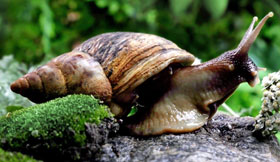 Giant African Land Snail