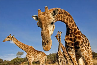 Giraffs