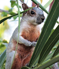 Mexican Gray Squirrel